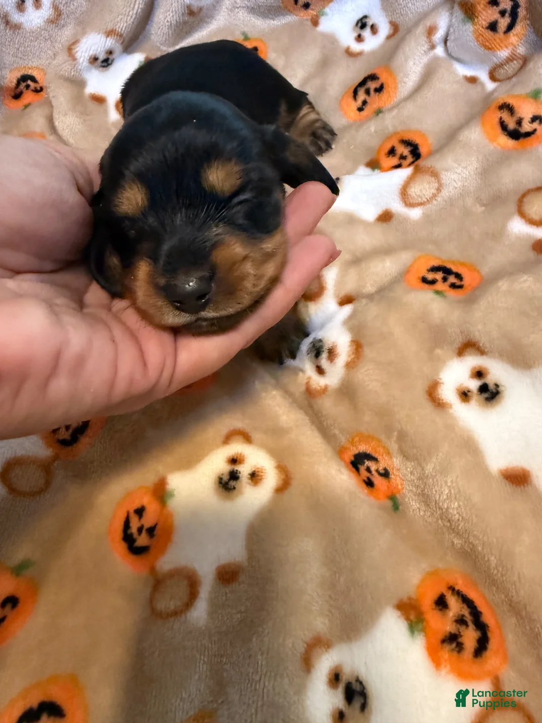 Miniature Dachshund dogs for sale: Black tan longhair female  - Ad 1