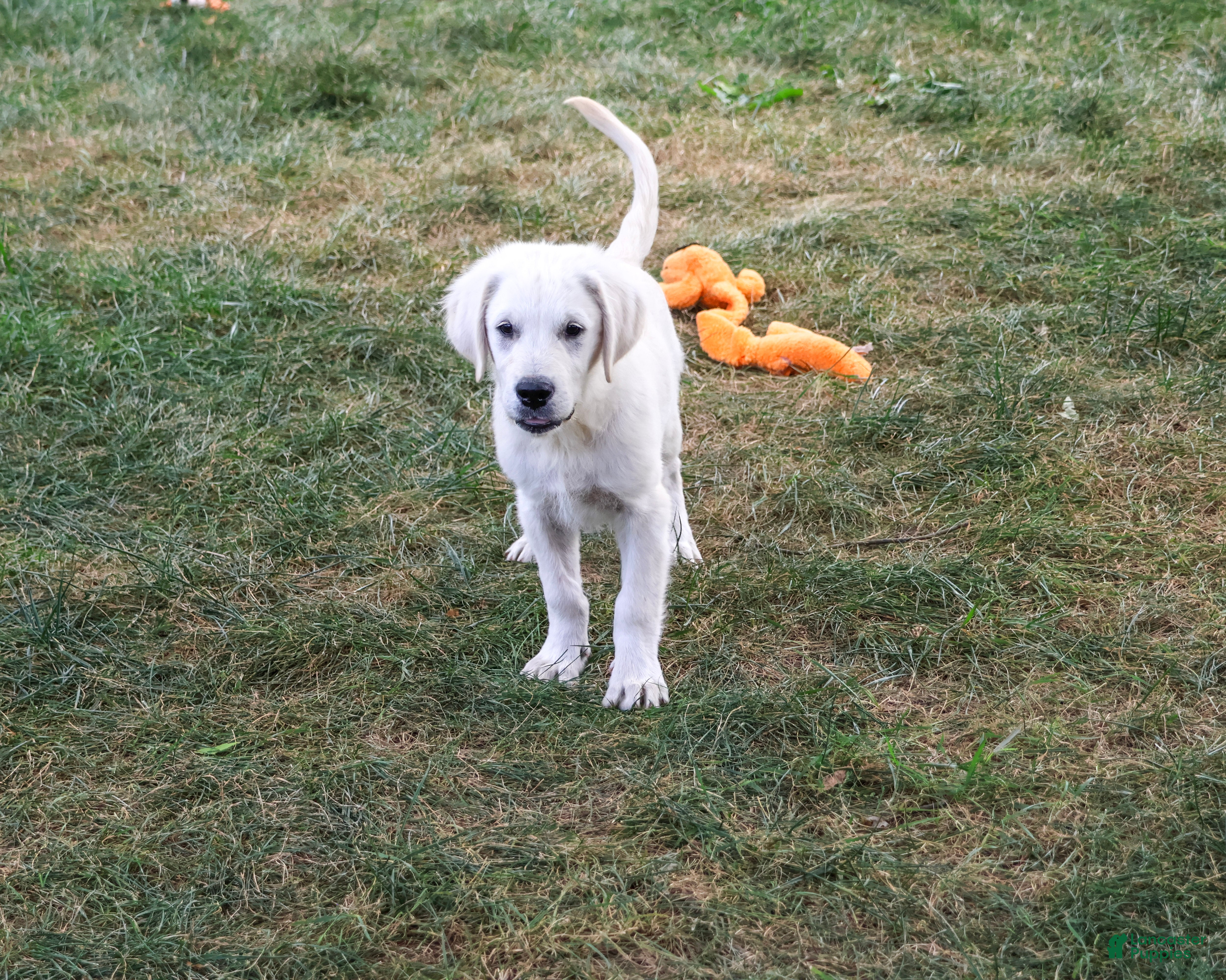 Golden Retriever dogs Turbo - Ad 2