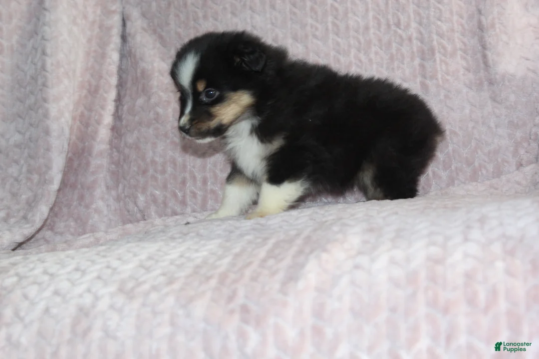 Australian Shepherd dogs for sale: Peanut  - Ad 2