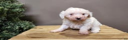 Mini Bernedoodle dogs for sale: Rudolph - Ad 4