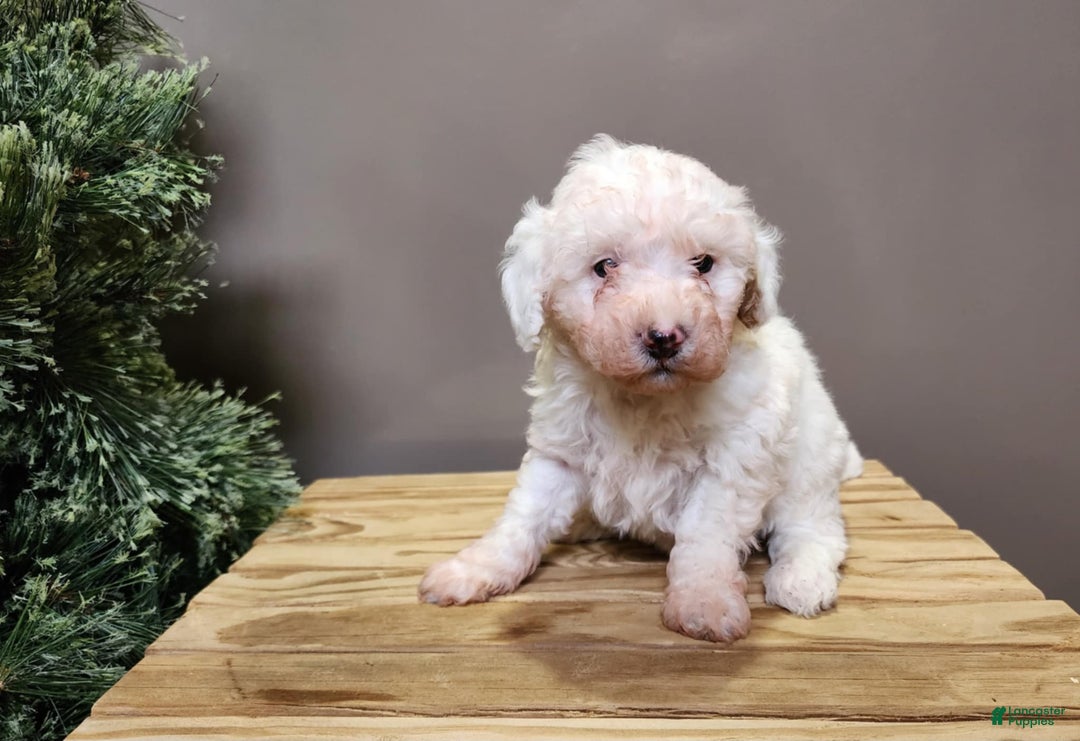 Mini Bernedoodle dogs for sale: Rudolph - Ad 4