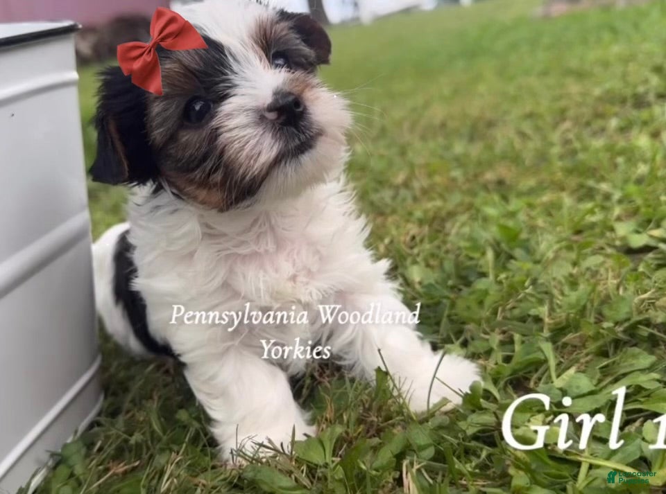Yorkshire Terrier dogs Yorkshire Terrier 2 - Ad 4
