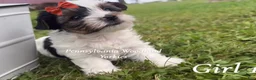 Yorkshire Terrier dogs for sale: Yorkshire Terrier 2 - Ad 1
