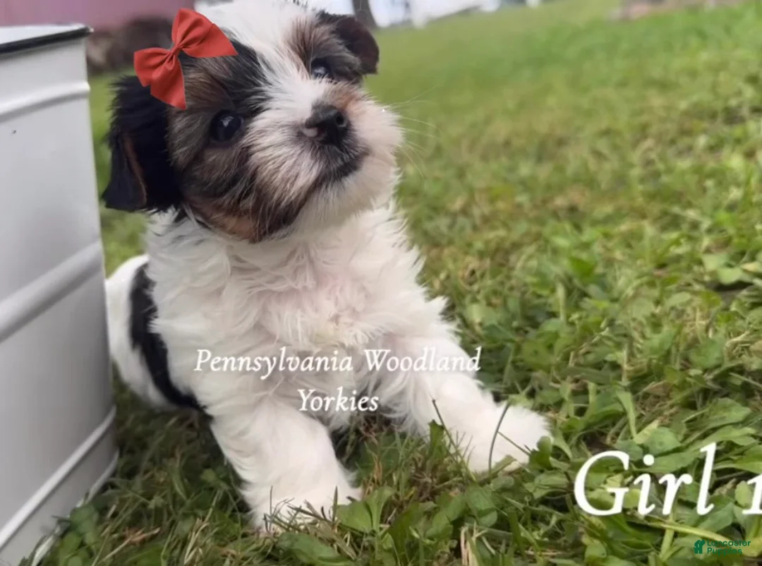 Yorkshire Terrier dogs for sale: Yorkshire Terrier 2 - Ad 1