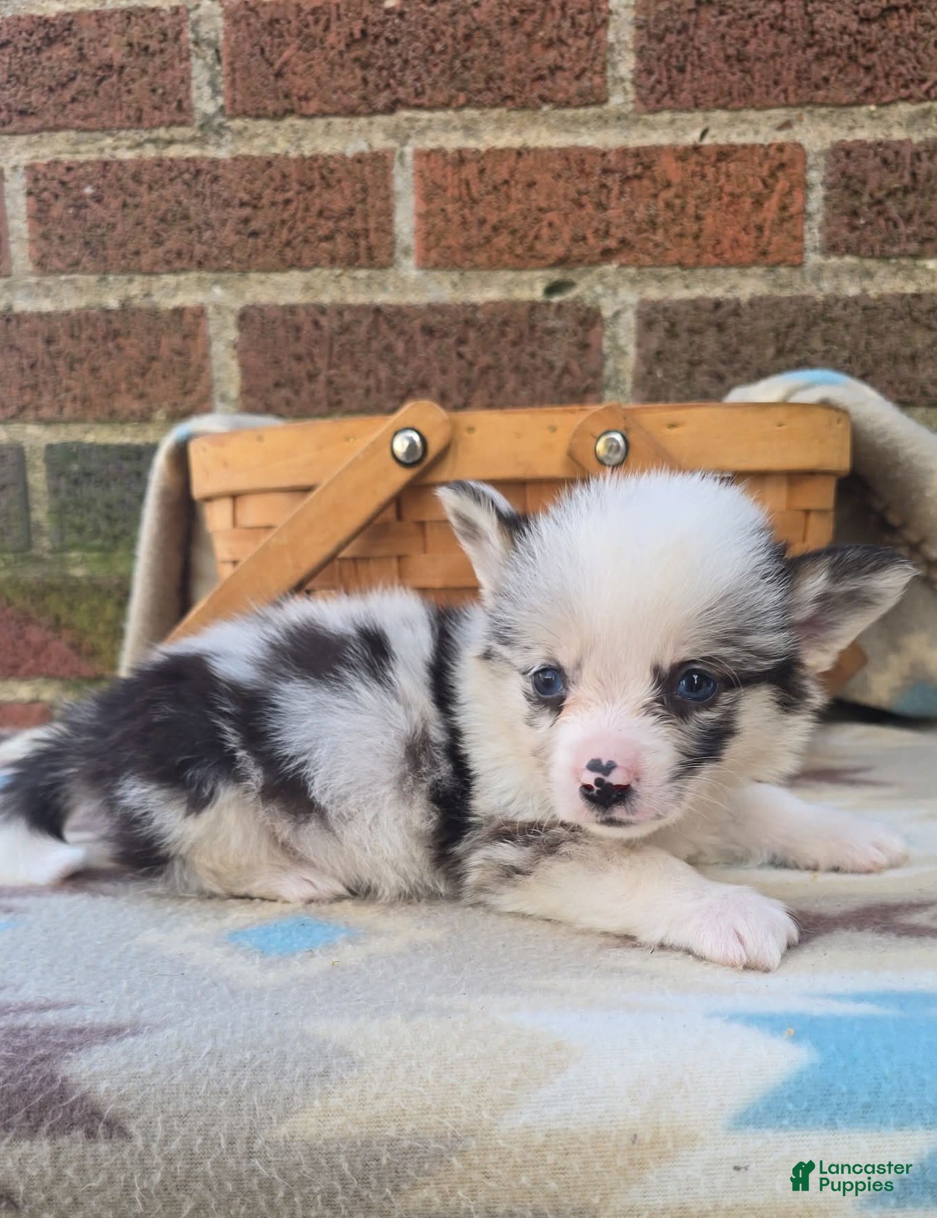 Welsh Corgi Pembroke dogs Welsh Corgi Pembroke Puppy 2 - Ad 2