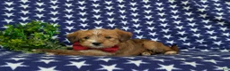 Shorkie dogs for sale: Luke Hypoallergenic - Ad 4