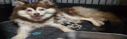 Pomsky dogs for sale: Toy red merle - Ad 15
