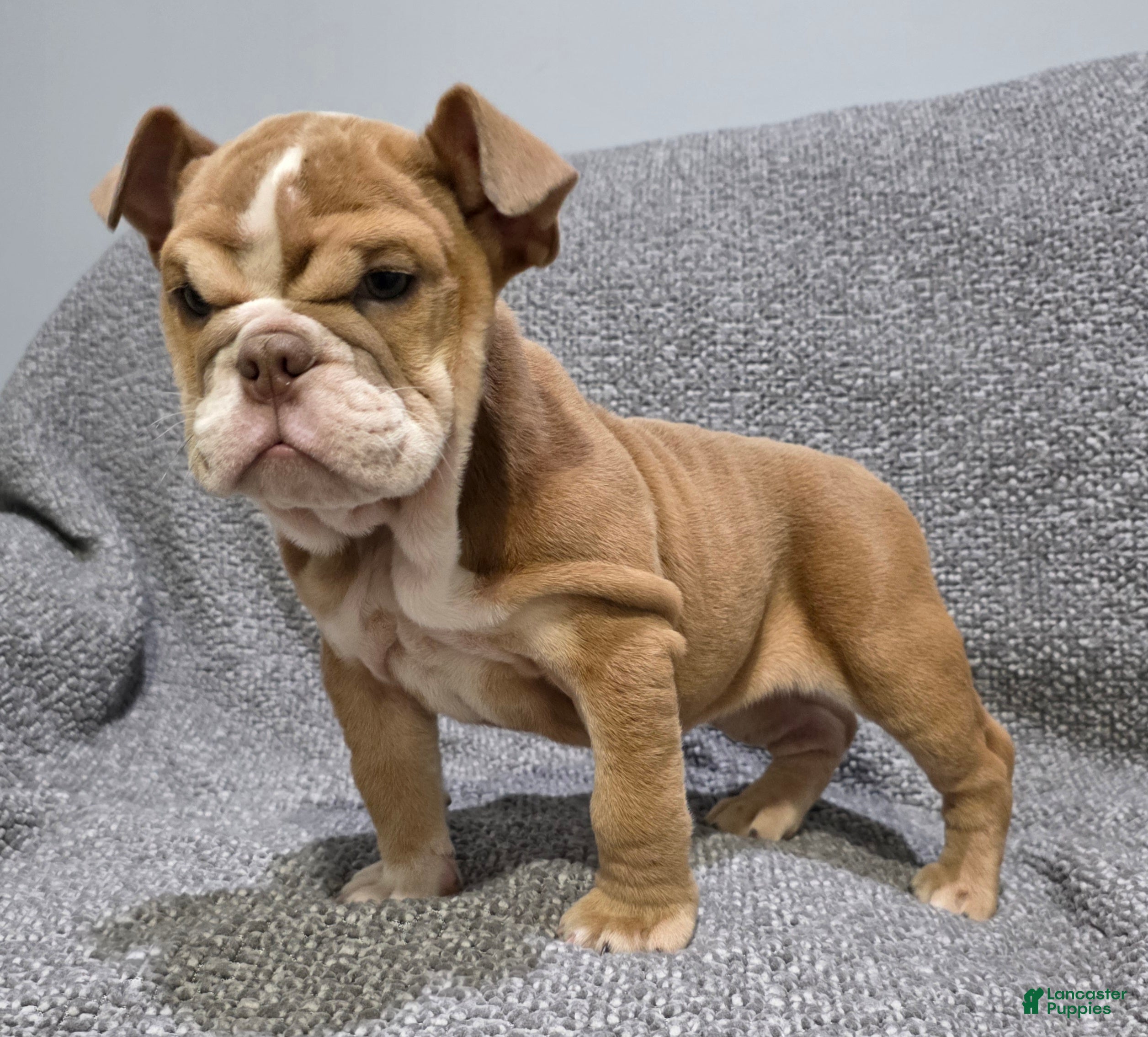 English Bulldog dogs Lilly - Ad 2
