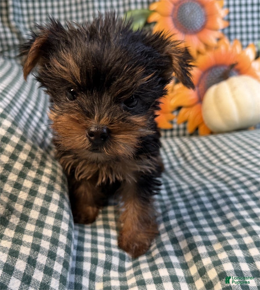 Yorkshire Terrier dogs Yorkshire Terrier 1 - Ad 2