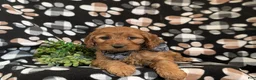Cockapoo dogs for sale: Kayleb - Ad 6