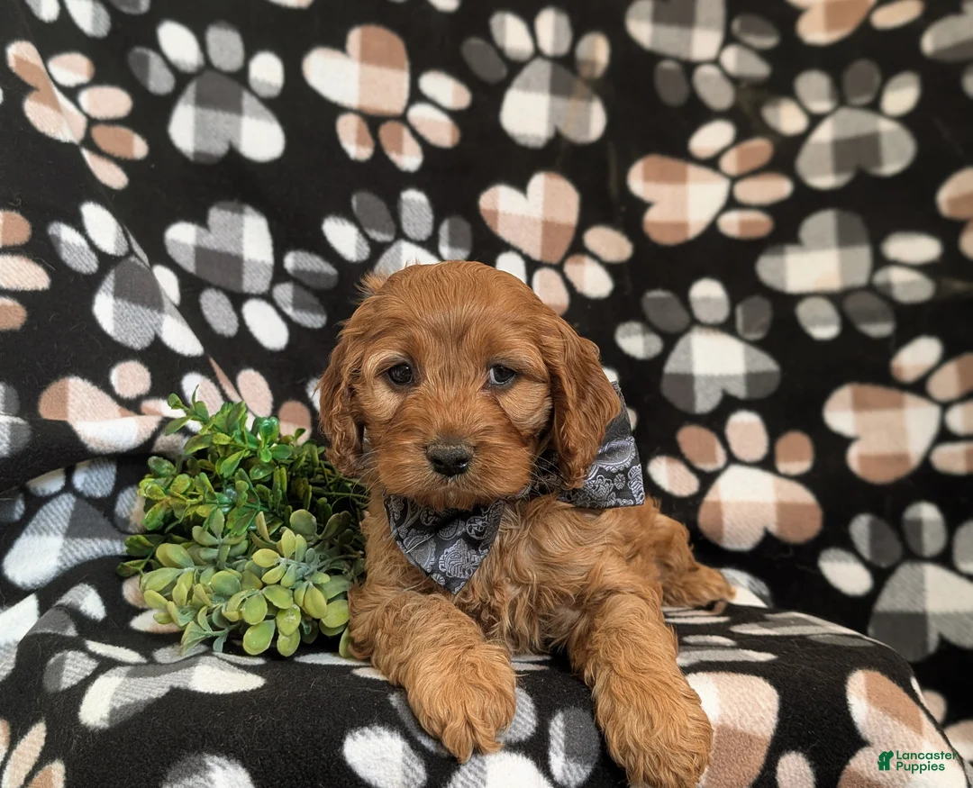 Cockapoo dogs for sale: Kayleb - Ad 6
