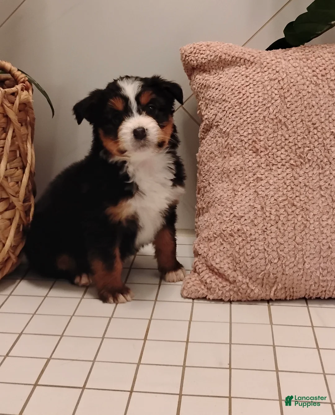 Mixed Breed dogs for sale: Skye - Ad 1