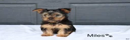 Yorkshire Terrier dogs for sale: Miles - Ad 3