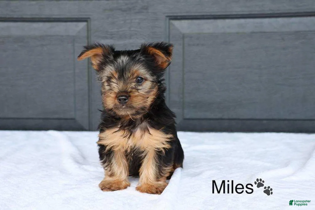 Yorkshire Terrier dogs for sale: Miles - Ad 3