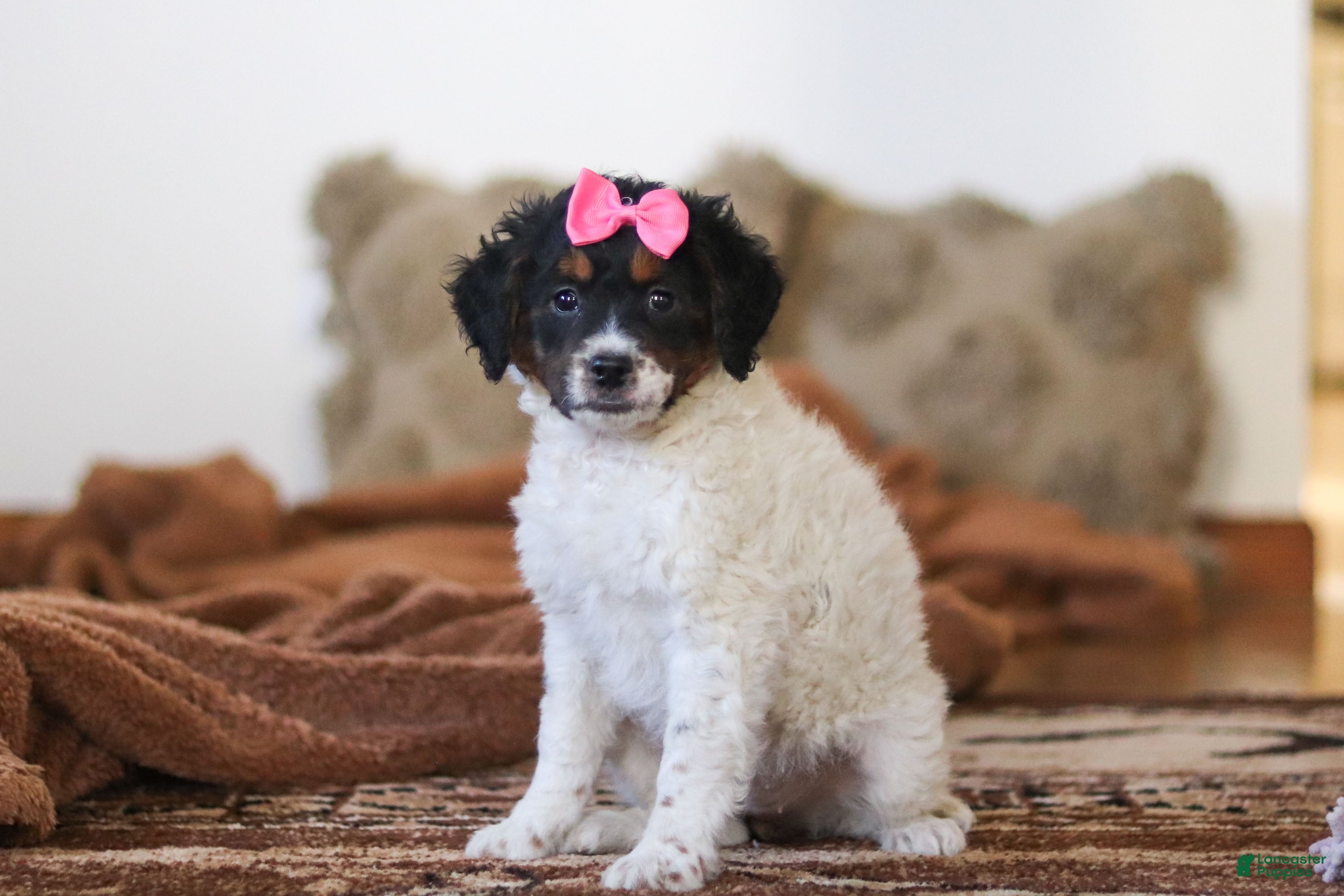 Mini Bernedoodle dogs for sale: Everly - Ad 1