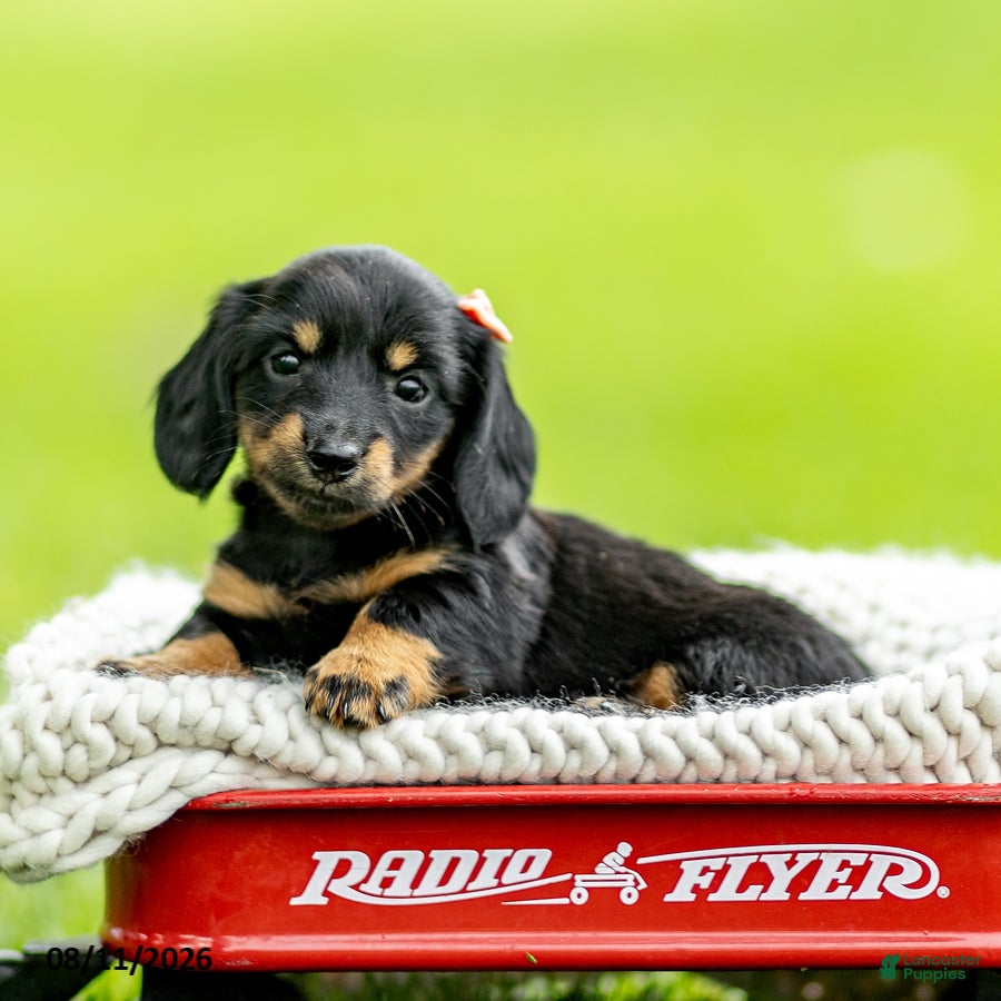Miniature Dachshund dogs Bridget - Ad 1