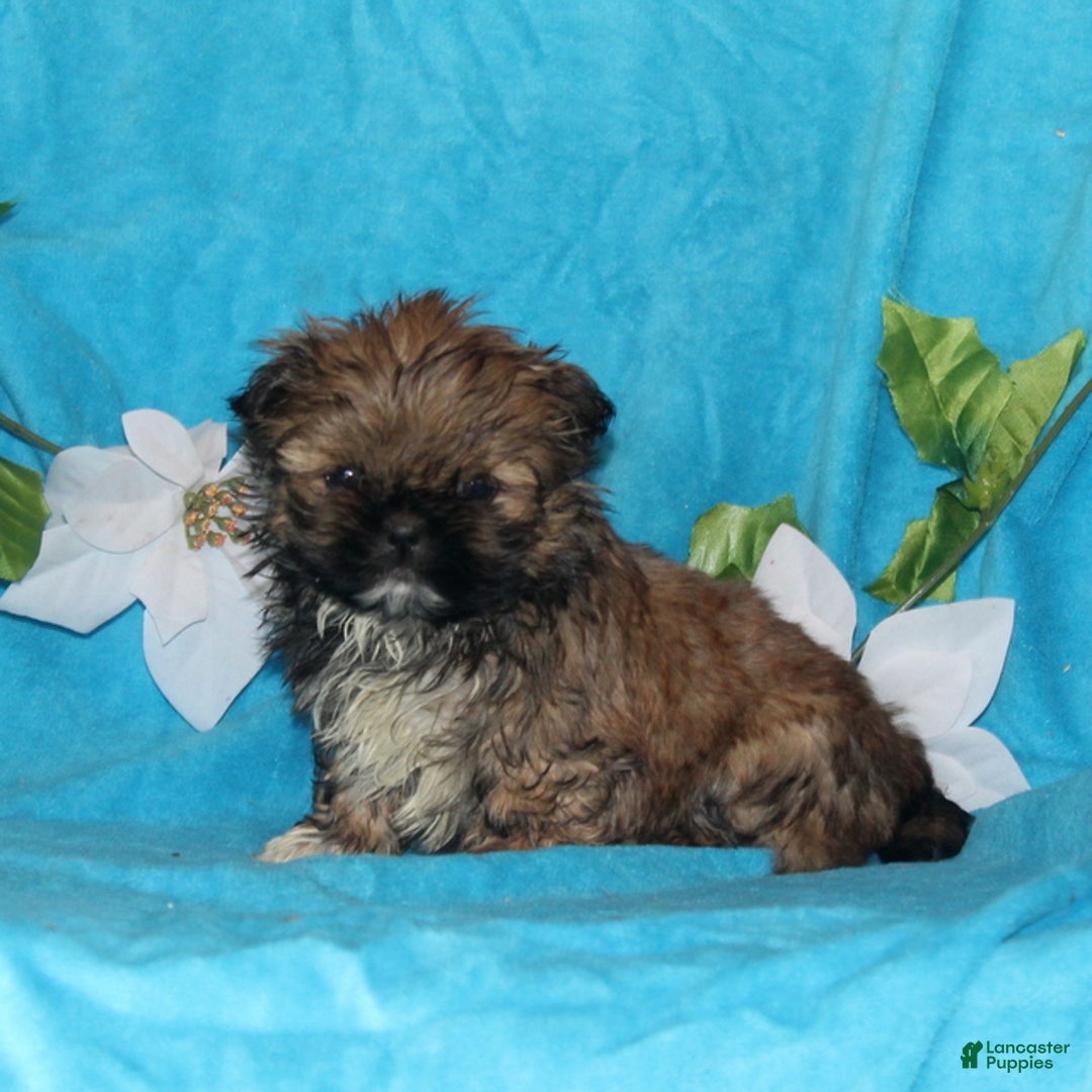 Shih Tzu dogs for sale: Sparky - Ad 1