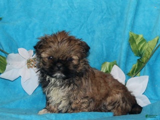 Shih Tzu dogs Sparky - Ad 32