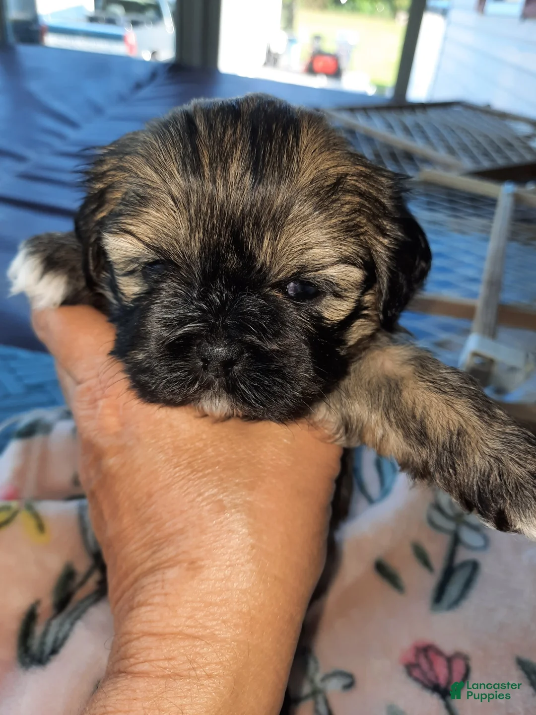 Lhasa Apso dogs for sale: Lhasa Apso 2 - Ad 1