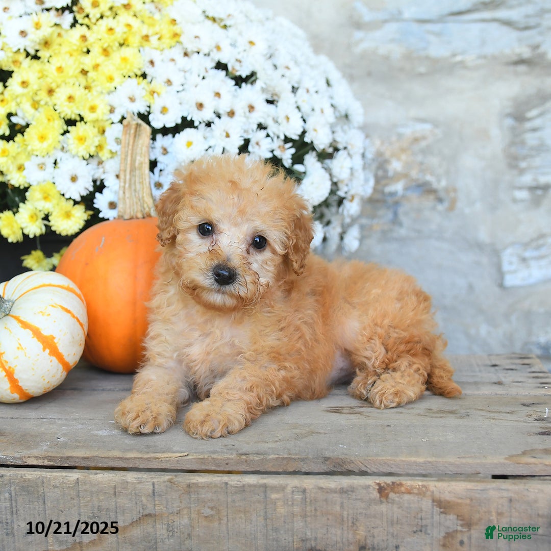 Miniature Poodle dogs for sale: Stella - Ad 3