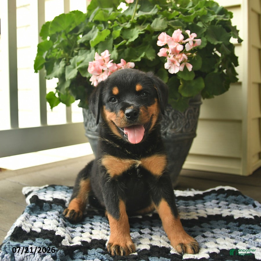 Rottweiler dogs Marigold  - Ad 1