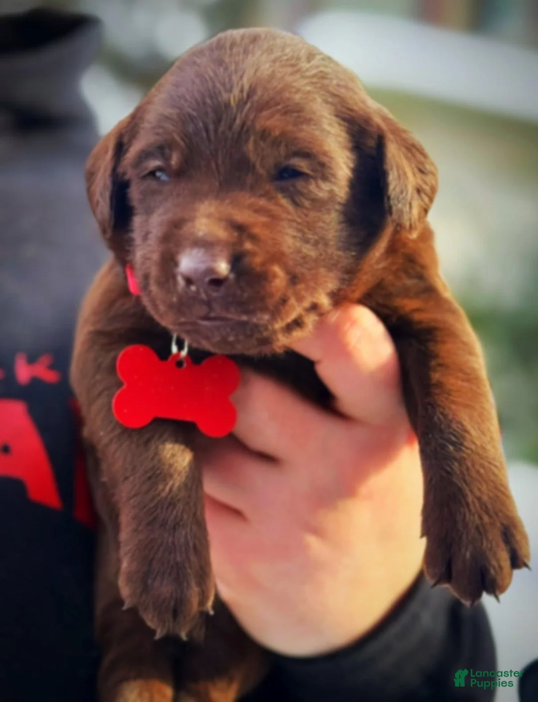 Labrador Retriever dogs for sale: Sal - Ad 15