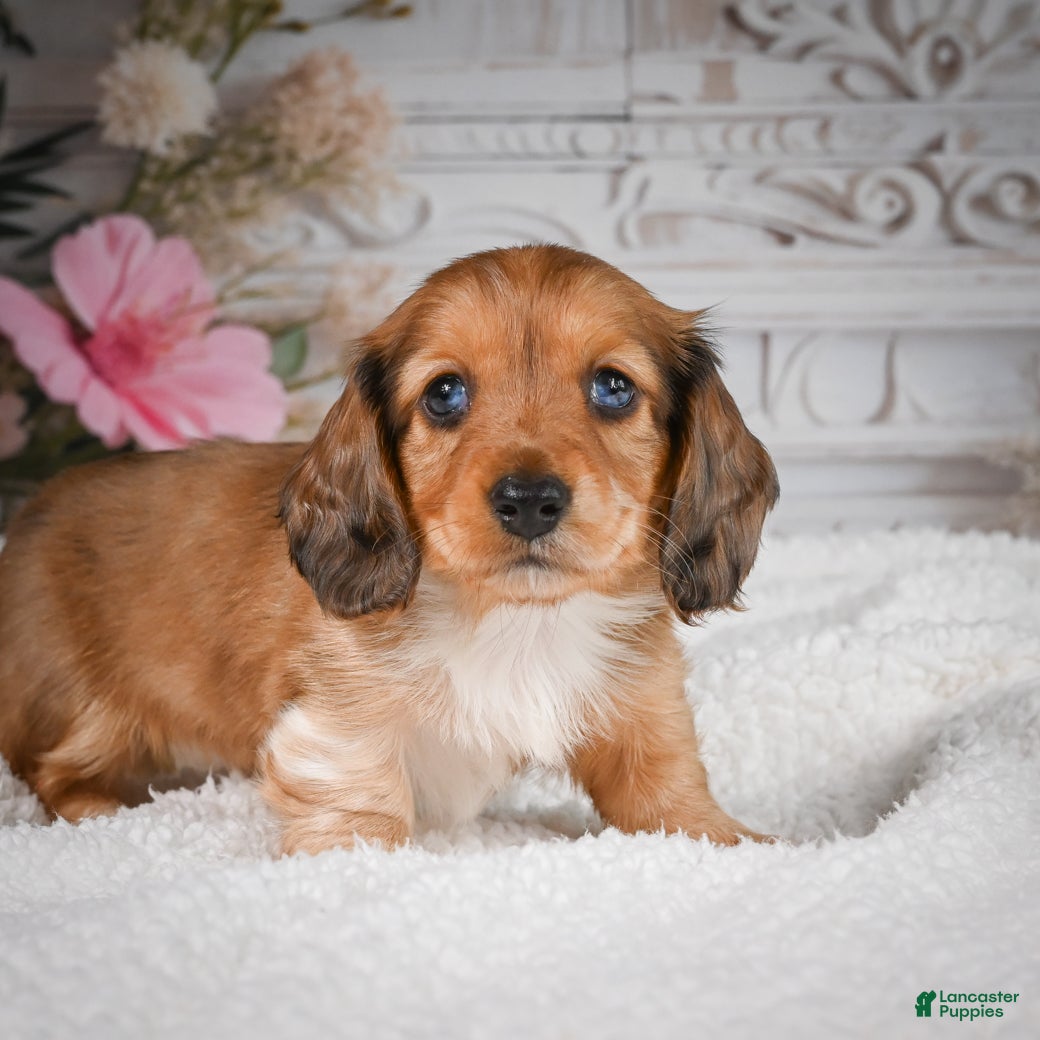 Miniature Dachshund dogs for sale: AKC-Brodie - Ad 6