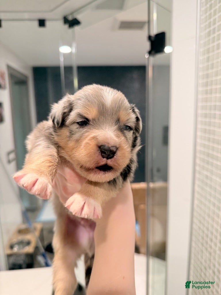 Australian Shepherd dogs River - Ad 13