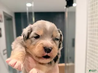 Australian Shepherd dogs River - Ad 13