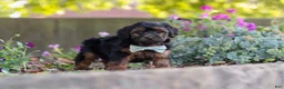 Yorkiepoo dogs for sale: Peter - Ad 5