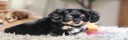 Mixed Breed dogs for sale: Cavalon Midnight - Ad 17