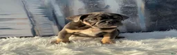 English Bulldog dogs for sale: Smokey - Ad 3