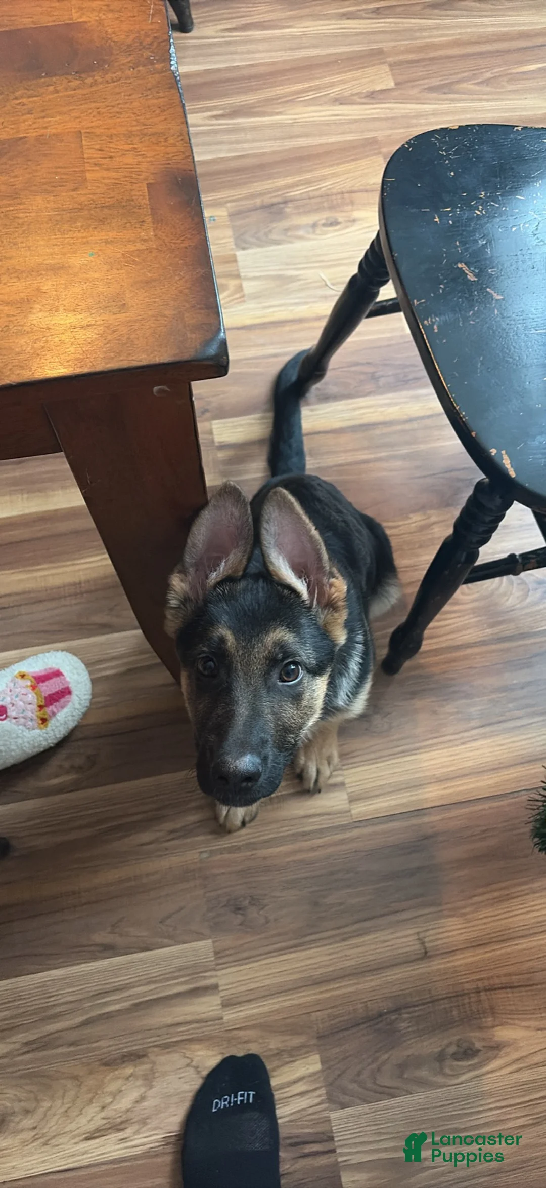 German Shepherd dogs for sale: Rocket - Ad 4