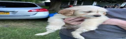 Golden Retriever dogs for sale: Light green - Ad 2