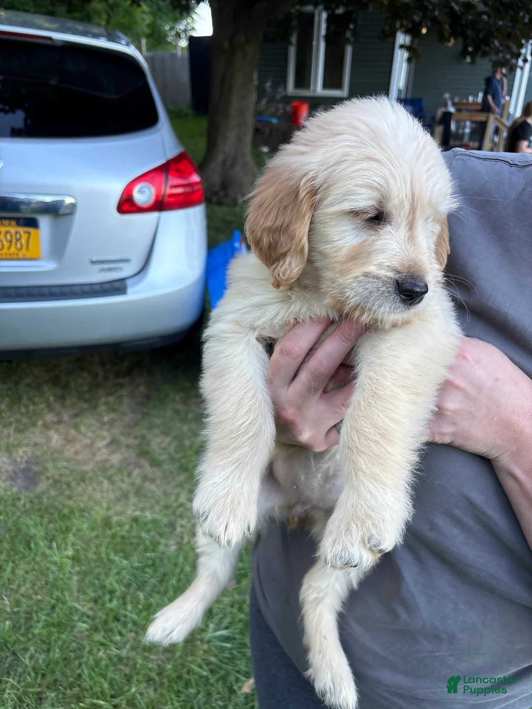 Golden Retriever dogs for sale: Light green - Ad 2