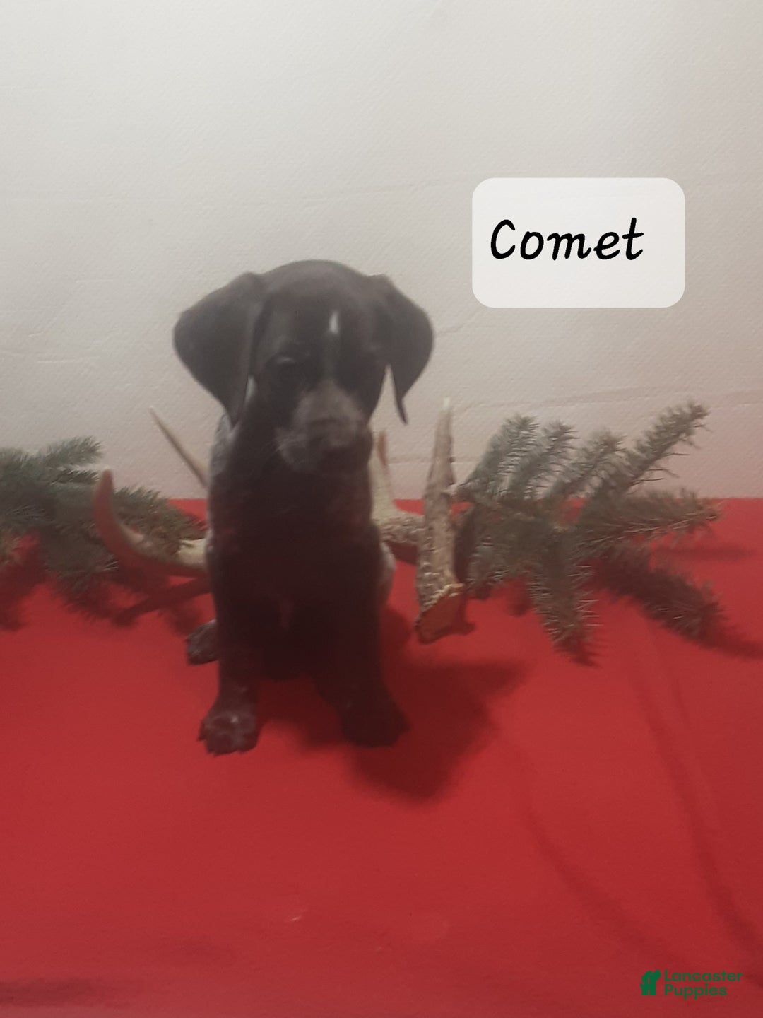 German Shorthaired Pointer dogs for sale: Comet - Ad 3