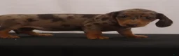 Dachshund dogs for sale: Missy - Ad 4