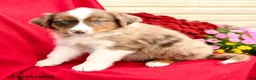 Australian Shepherd dogs for sale: Merlot - Ad 5