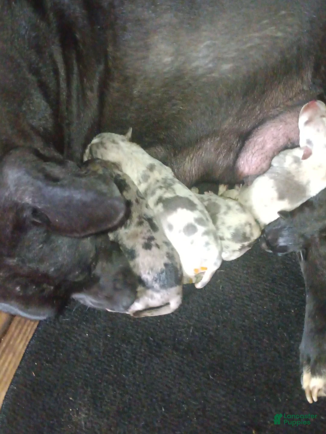 American Bully dogs for sale: American Bully 1 - Ad 4