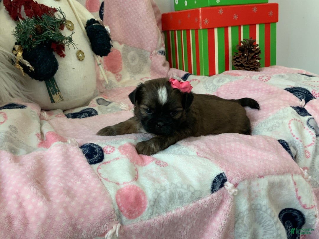 Shih Tzu dogs for sale: TASHA - Ad 2