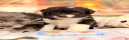 Mini Aussiedoodle dogs for sale: Pluto - Ad 6