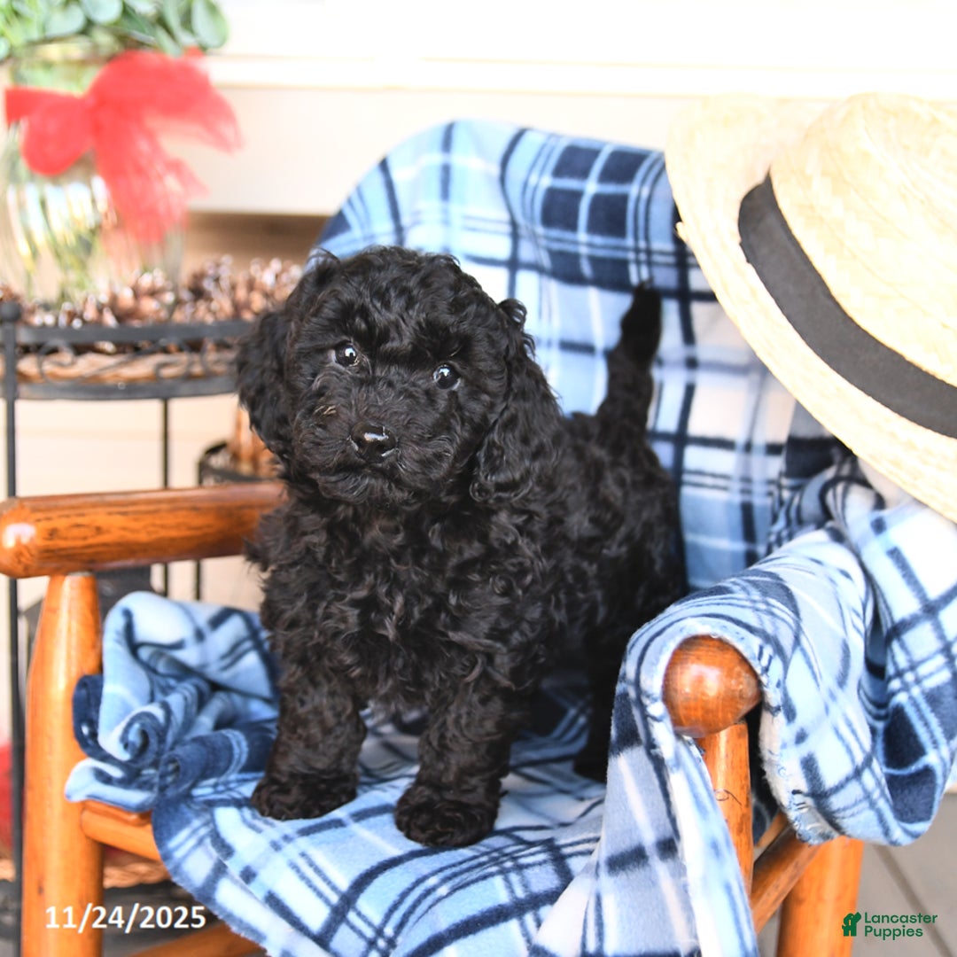 Miniature Poodle dogs for sale: Joy - Ad 1