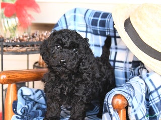 Miniature Poodle dogs Joy - Ad 10
