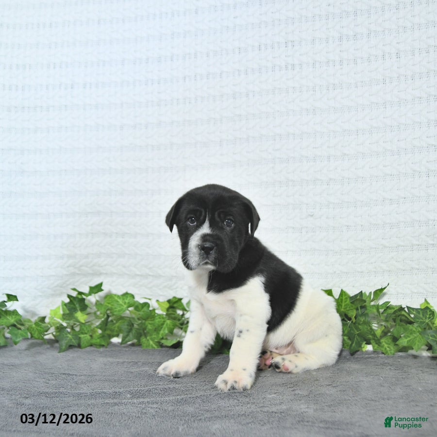 Mini Hippo dogs Cookie - Ad 1