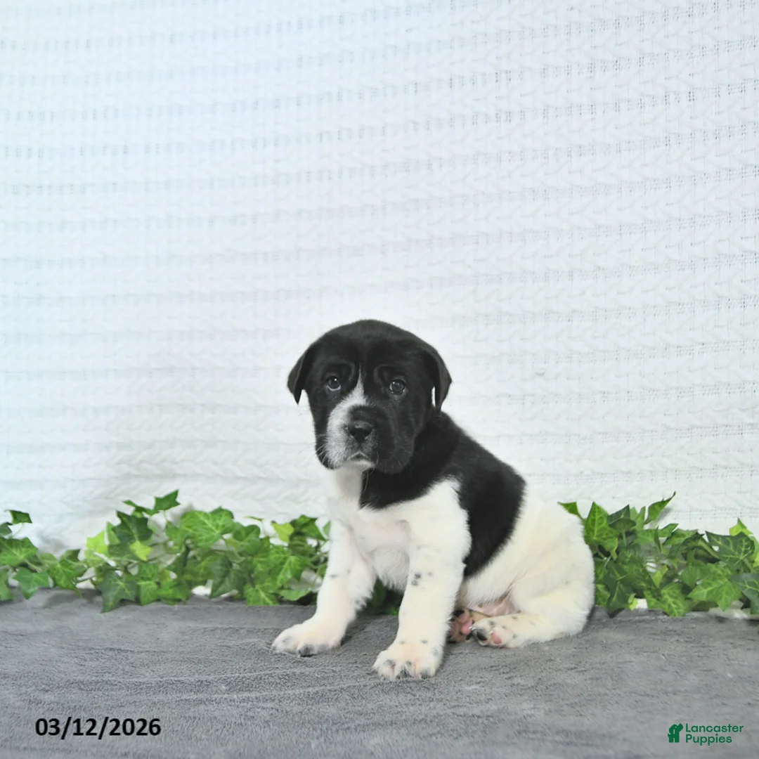 Mini Hippo dogs for sale: Cookie - Ad 1