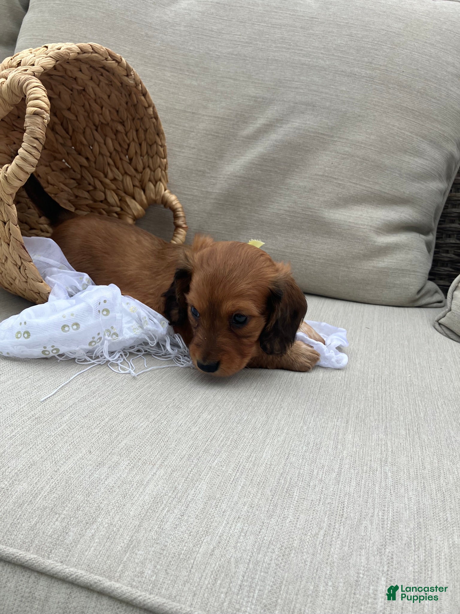 Miniature Dachshund dogs for sale: Sprinkles - Ad 3
