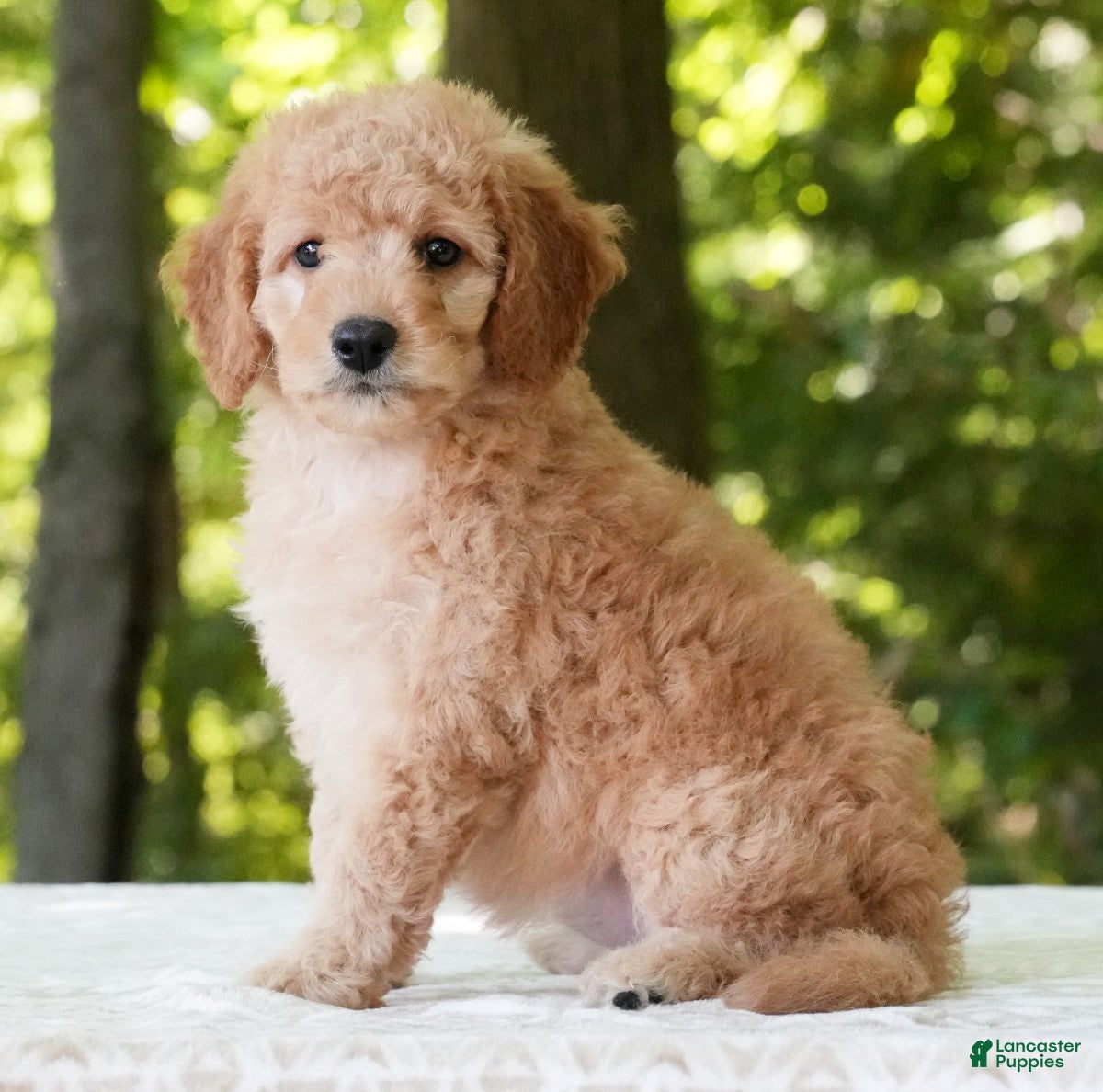 Mini Goldendoodle dogs Amber - Ad 2