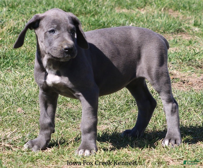 Great Dane dogs Heather - Ad 2