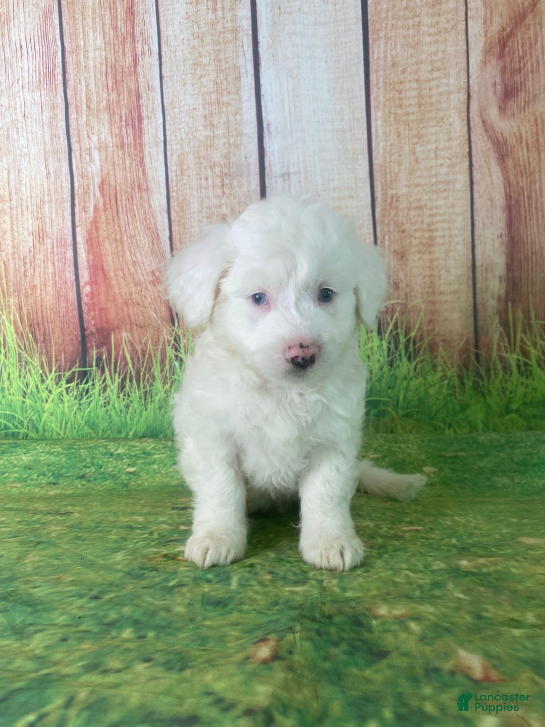 Mini Aussiedoodle dogs for sale: Gianna - Ad 3