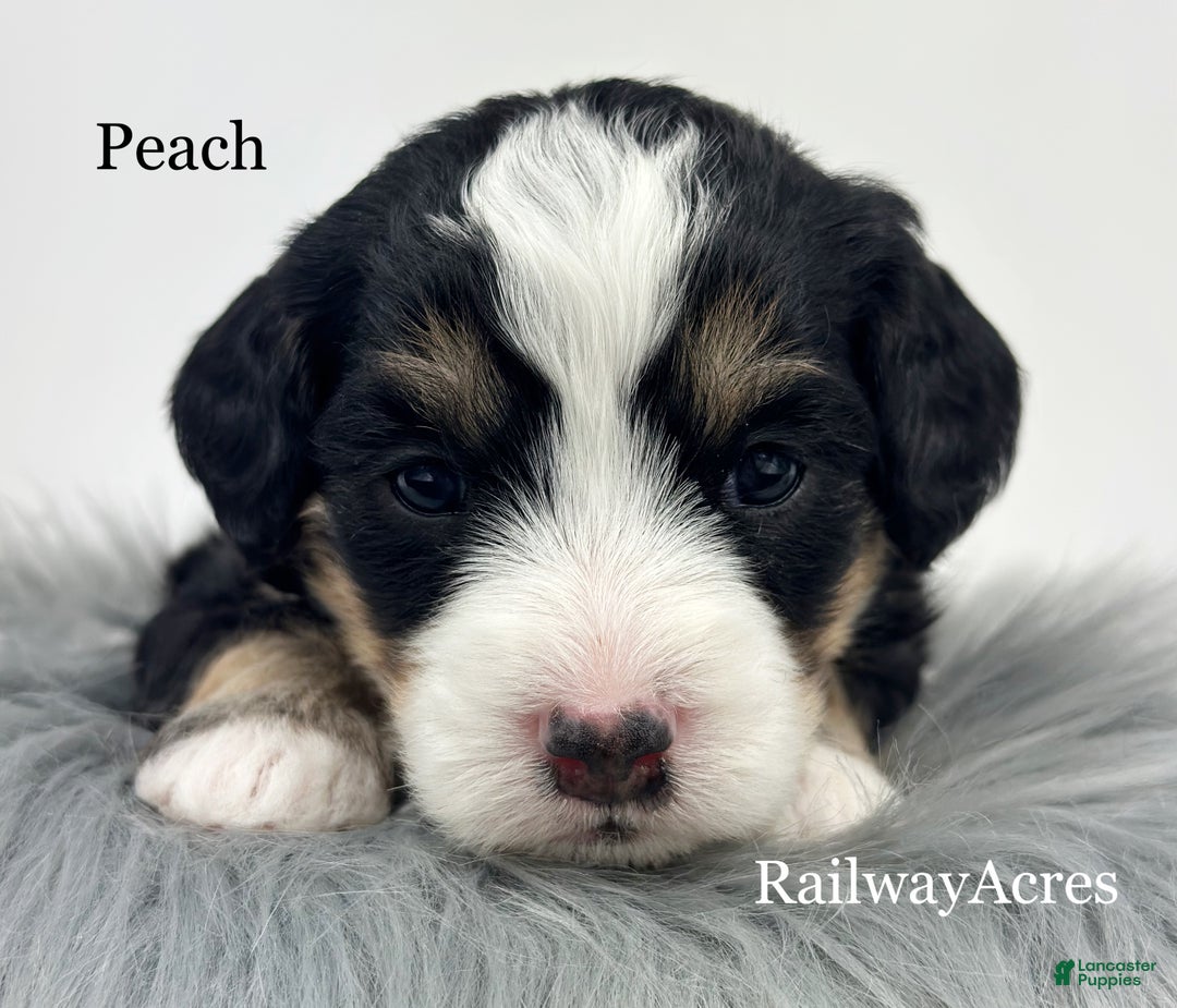 Mini Bernedoodle dogs for sale: Peach - Ad 2